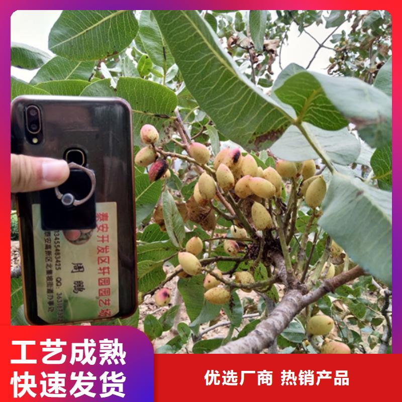 开心果树苗免费咨询生产经验丰富