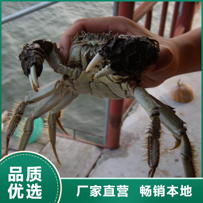 文成县阳澄湖大闸蟹礼盒厂家直销