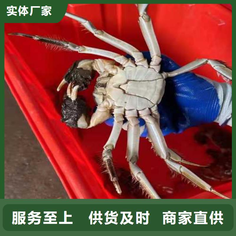正宗阳澄湖大闸蟹精品团购本地品牌