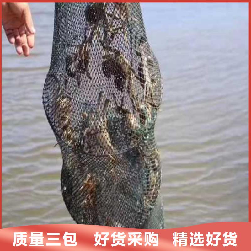 打螃蟹专业生产企业好品质经得住考验