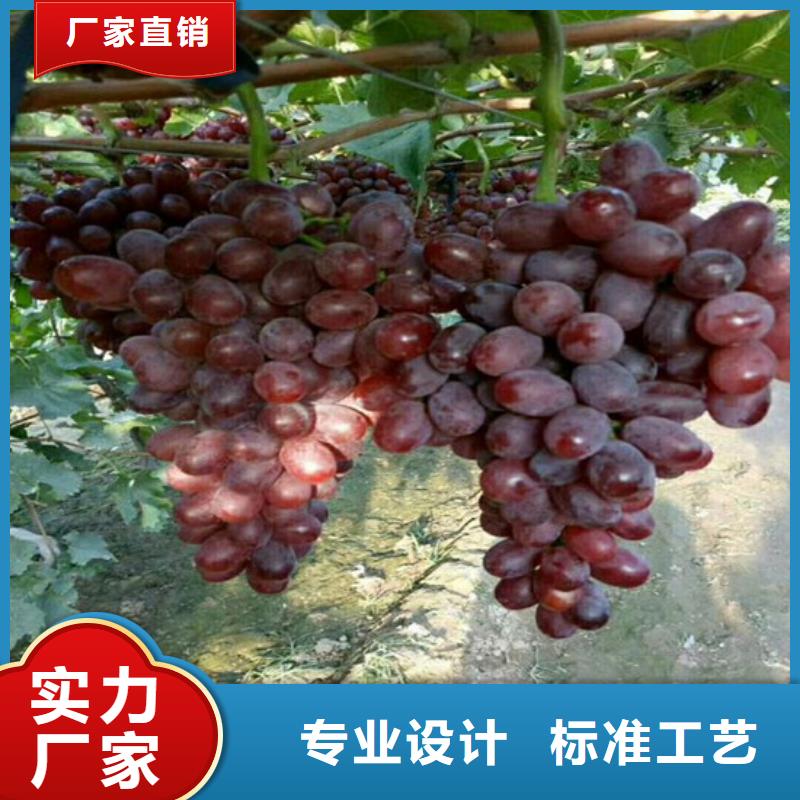 酿酒品种葡萄苗厂家批发零售专业按需定制