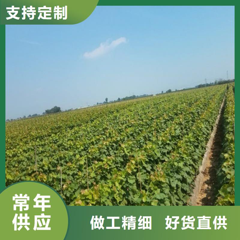 葡萄苗批发价格满足多种行业需求