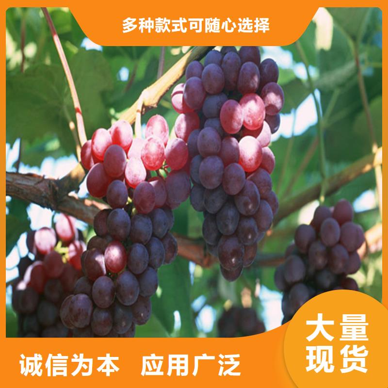 香妃葡萄苗公司定制零售批发