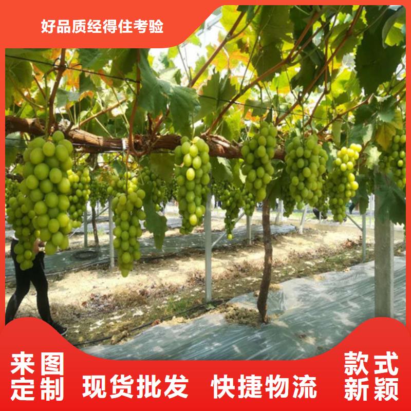 天津市无核白鸡心葡萄苗团队