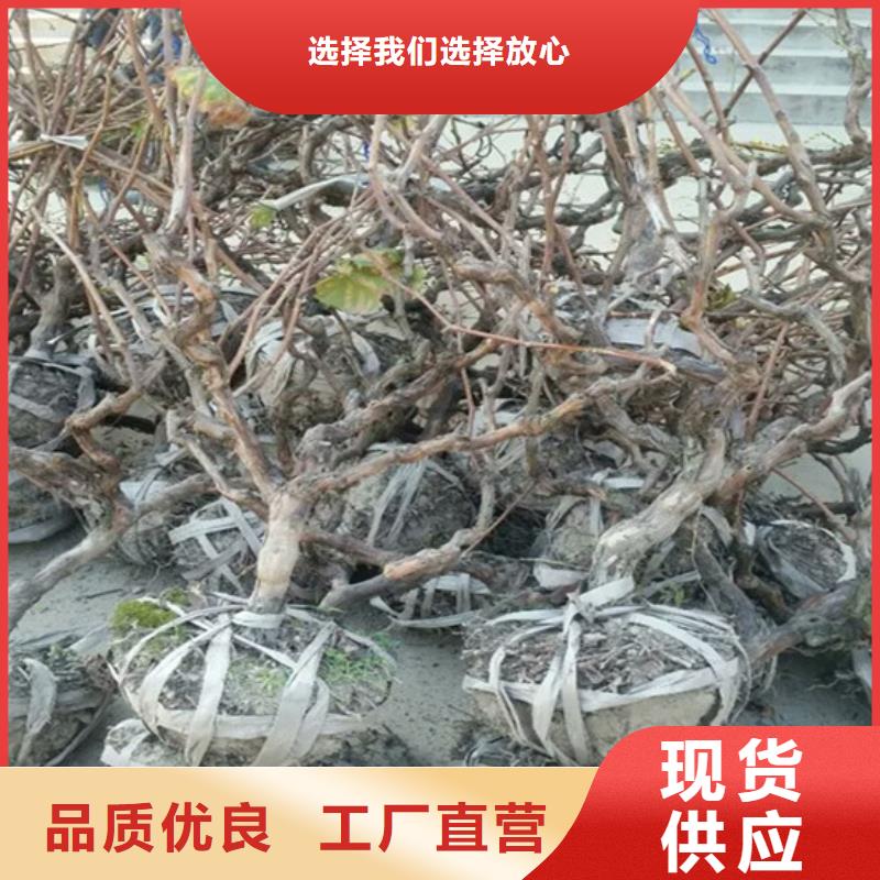 占地葡萄树价格本地经销商