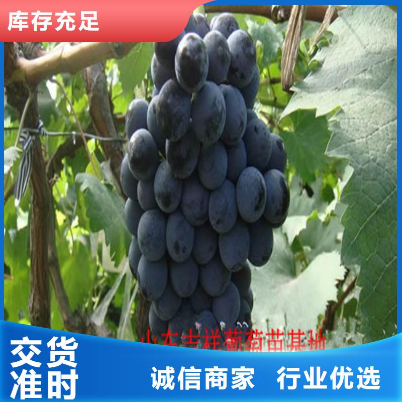 克伦生葡萄苗多重优惠同城品牌
