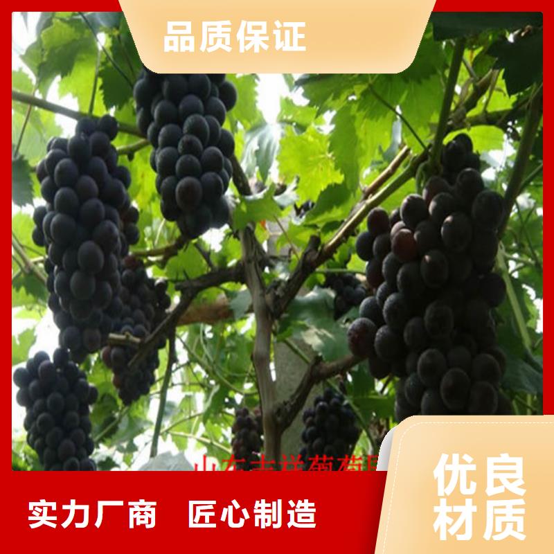 青提葡萄树苗出厂价格真材实料诚信经营