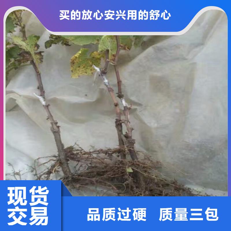 #无核葡萄苗#现货供应库存丰富