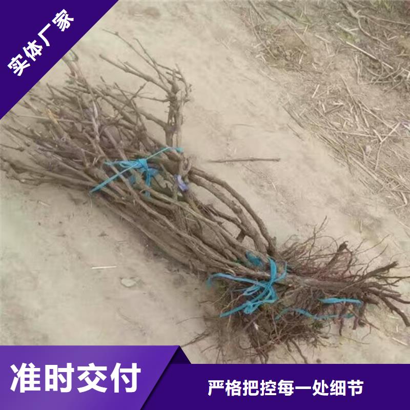 嫁接葡萄苗业内好评品质无所畏惧