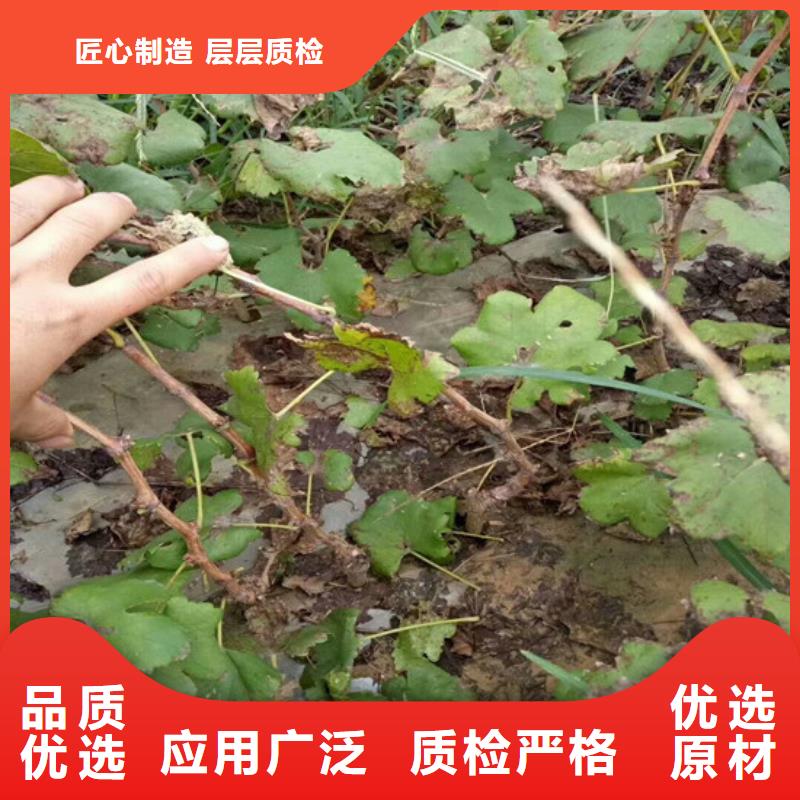 有实力的嫁接葡萄苗厂家当地品牌