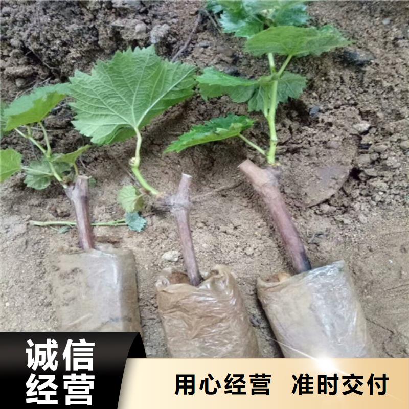 酿酒品种葡萄苗品牌厂家现货快速采购