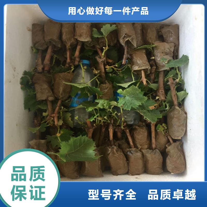 天津市无核白鸡心葡萄苗团队