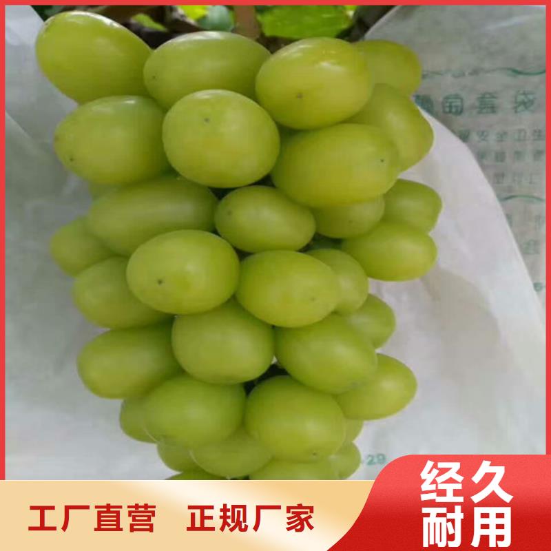 发货速度快的无籽葡萄苗批发商本地供应商
