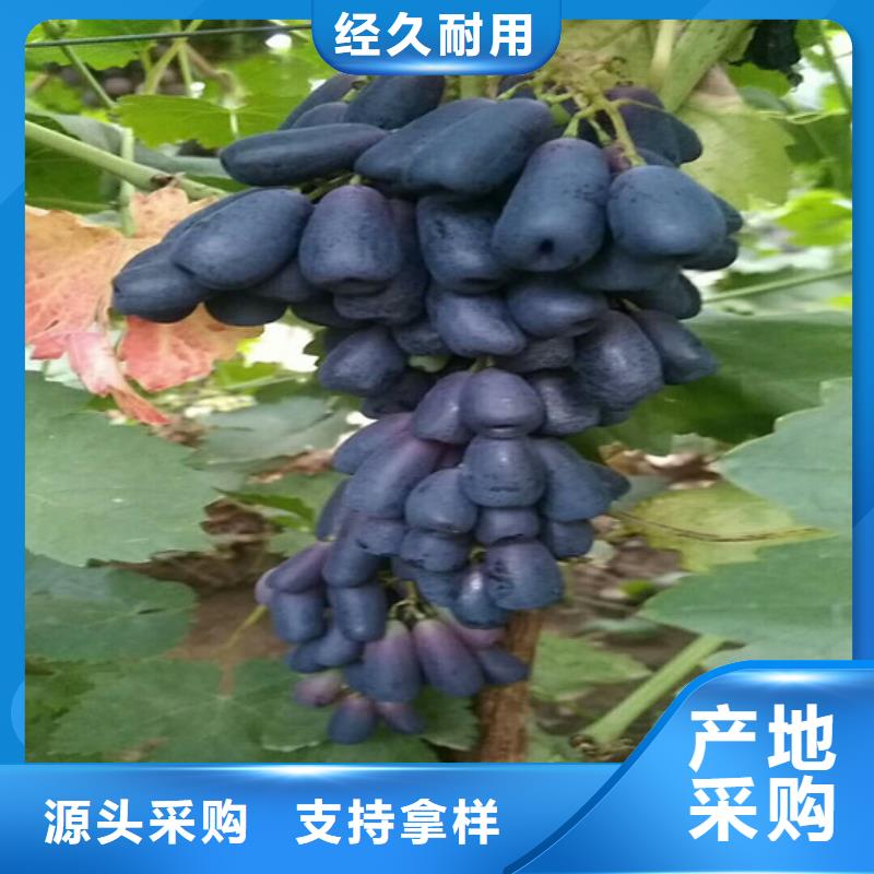 中熟葡萄苗发货快多年经验值得信赖