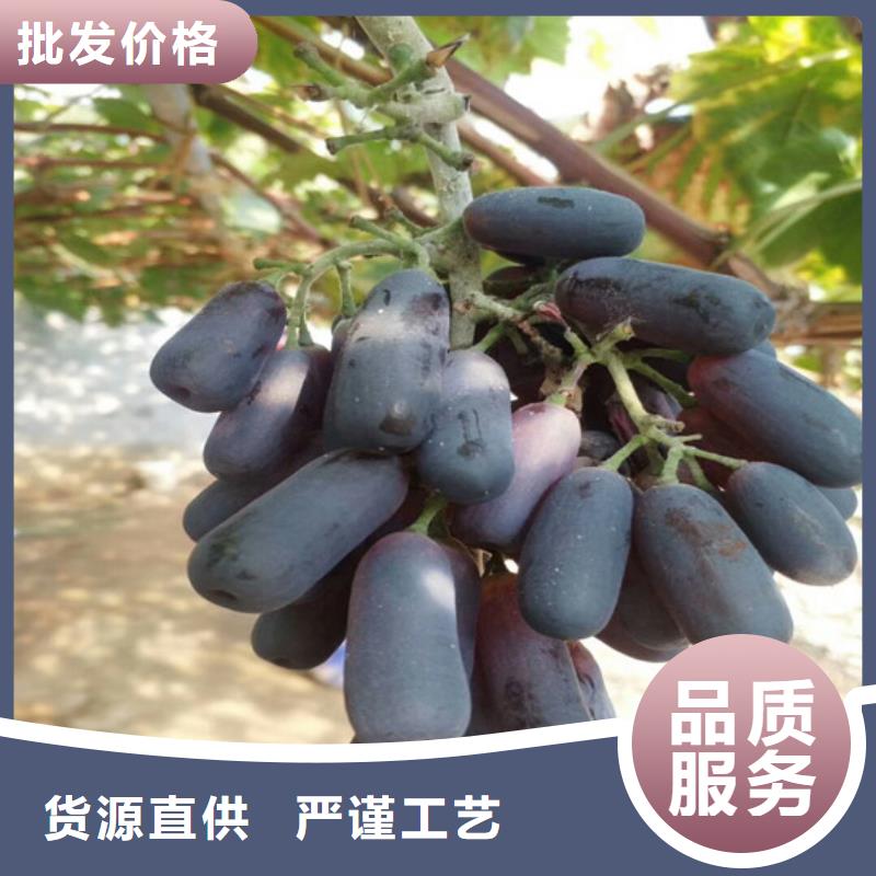 美人指葡萄苗质保一年保质保量