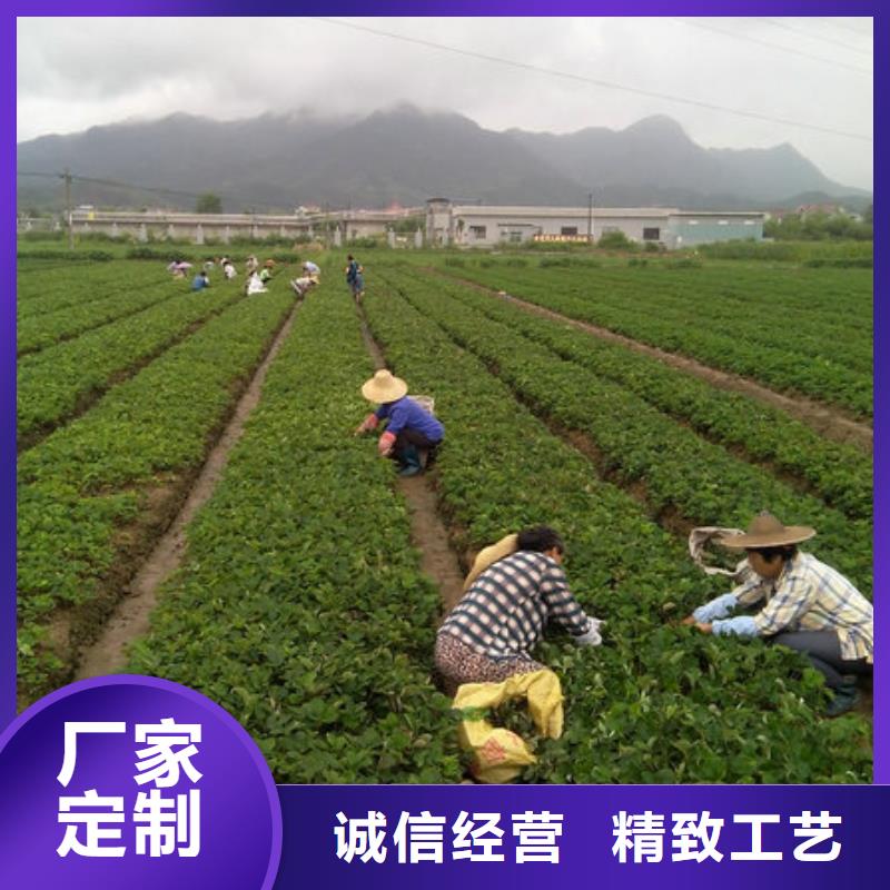 天津红桥哪里供应四季草莓苗,四季草莓苗品种齐全