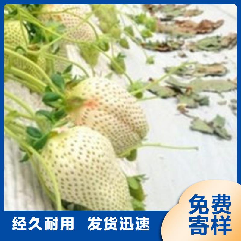 香野草莓苗2025年报价当地生产商