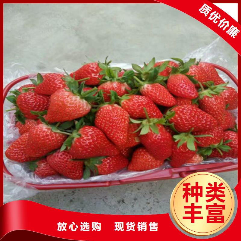 ​【草莓苗_葡萄苗质量优价格低】采购