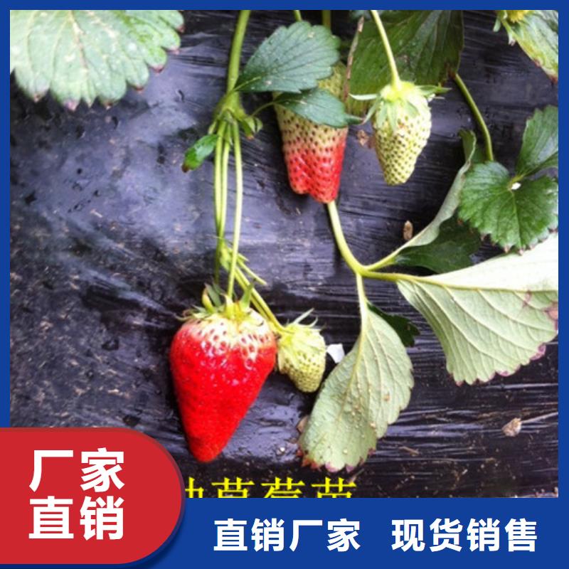 草莓苗,桃树苗多种优势放心选择每一处都是匠心制作
