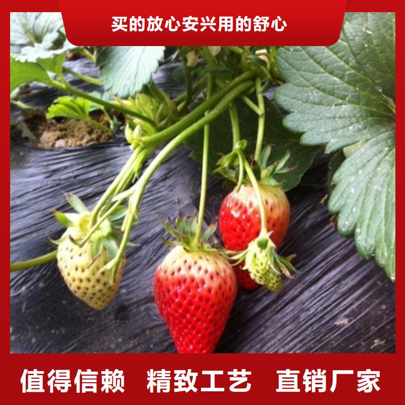 牛奶草莓苗2025年报价当日价格
