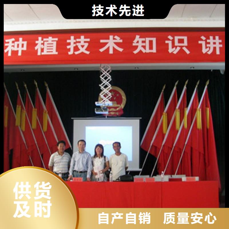 章姬草莓苗培育基地用心做好每一件产品