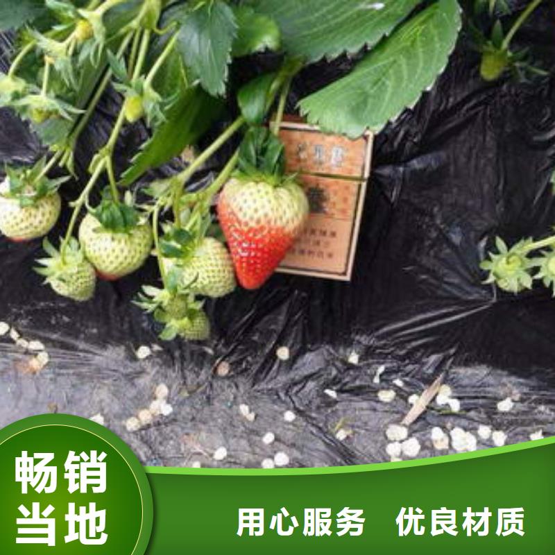 【草莓苗-苹果苗基地同行低价】放心选购