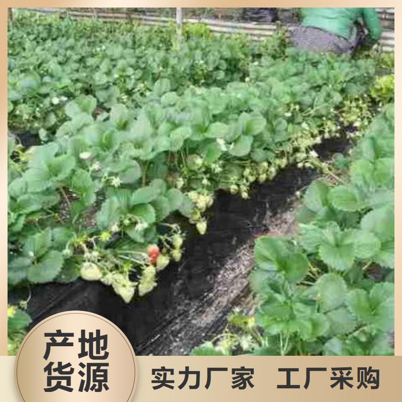 艳丽草莓苗重信誉厂家定金锁价