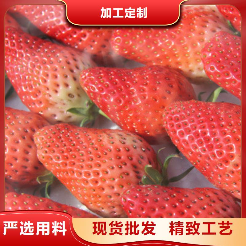 哪里出售妙香草莓苗,妙香草莓苗种植地区