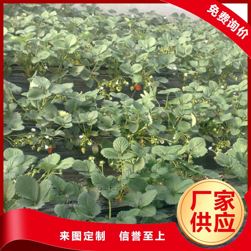 白草莓苗当地品牌