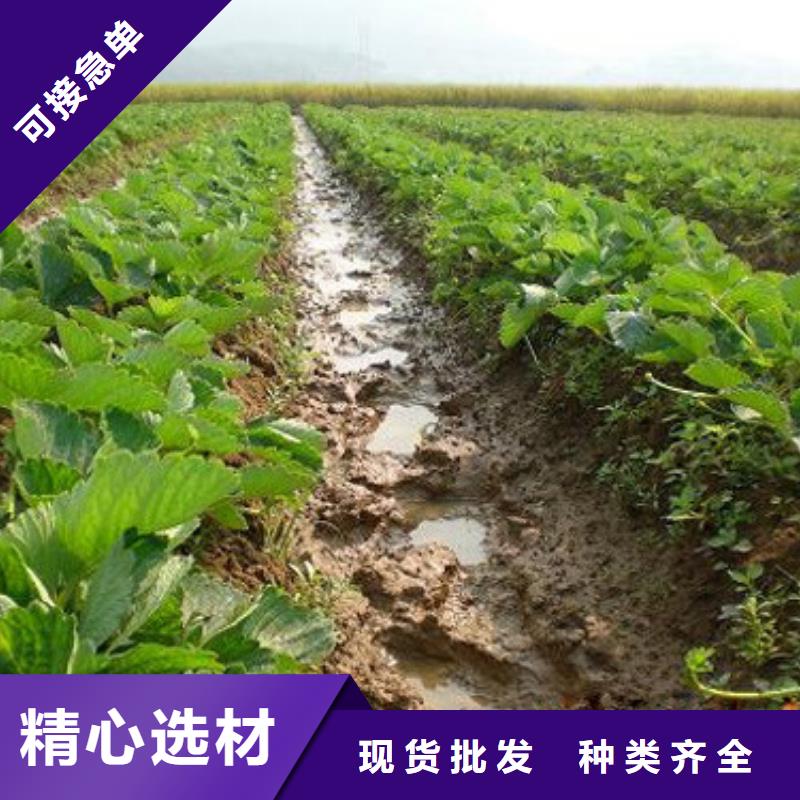 哪里批发巧克力草莓苗，巧克力草莓苗哪里好同城生产商