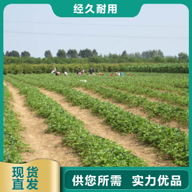 红桥哪里供应四季草莓苗，四季草莓苗品种齐全专业生产制造厂