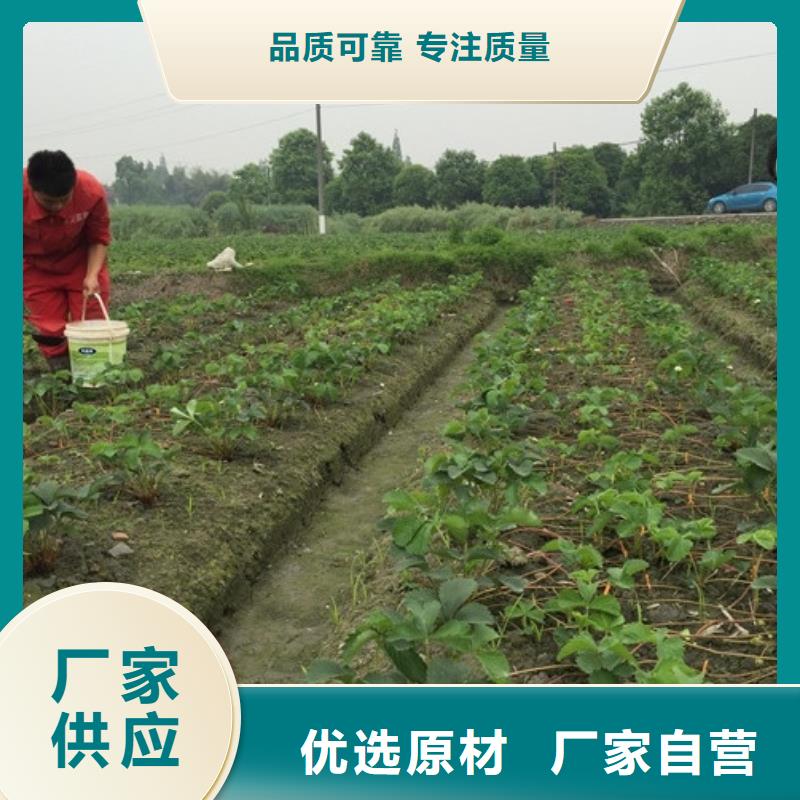 草莓苗,草莓苗价格服务周到甄选好物