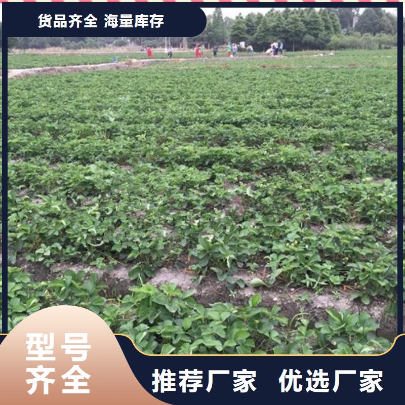 哪里出售妙香草莓苗,妙香草莓苗种植地区