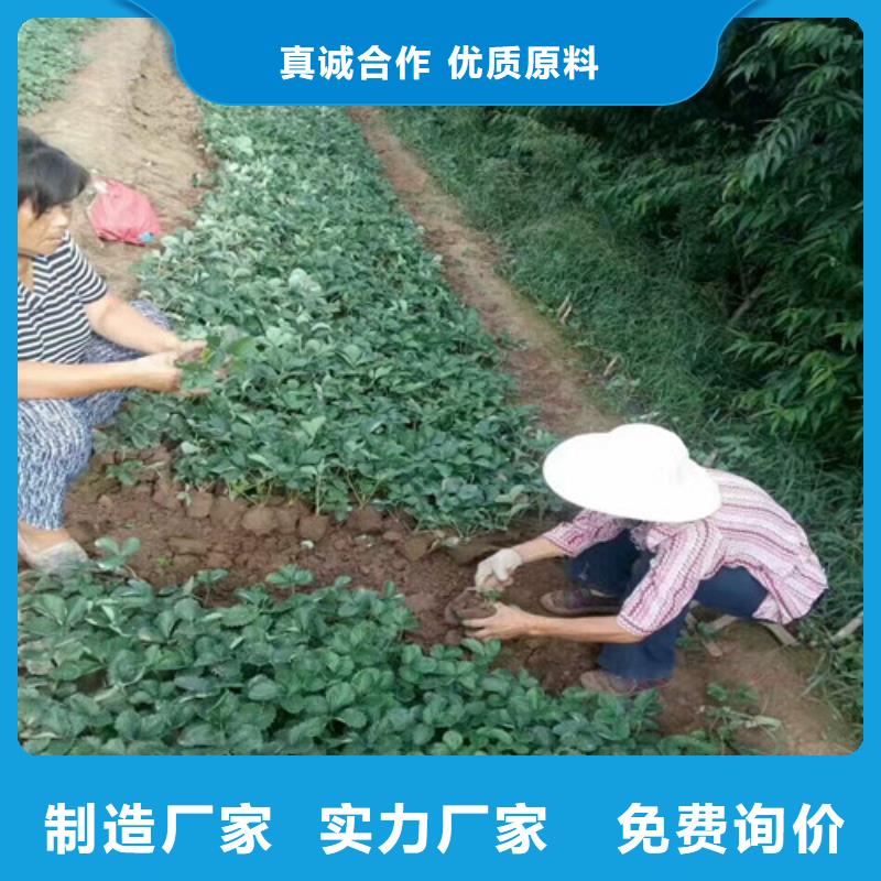草莓苗,【果树苗】严格把控每一处细节本地公司