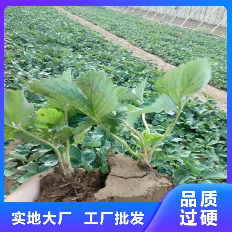 哪里出售妙香草莓苗,妙香草莓苗种植地区