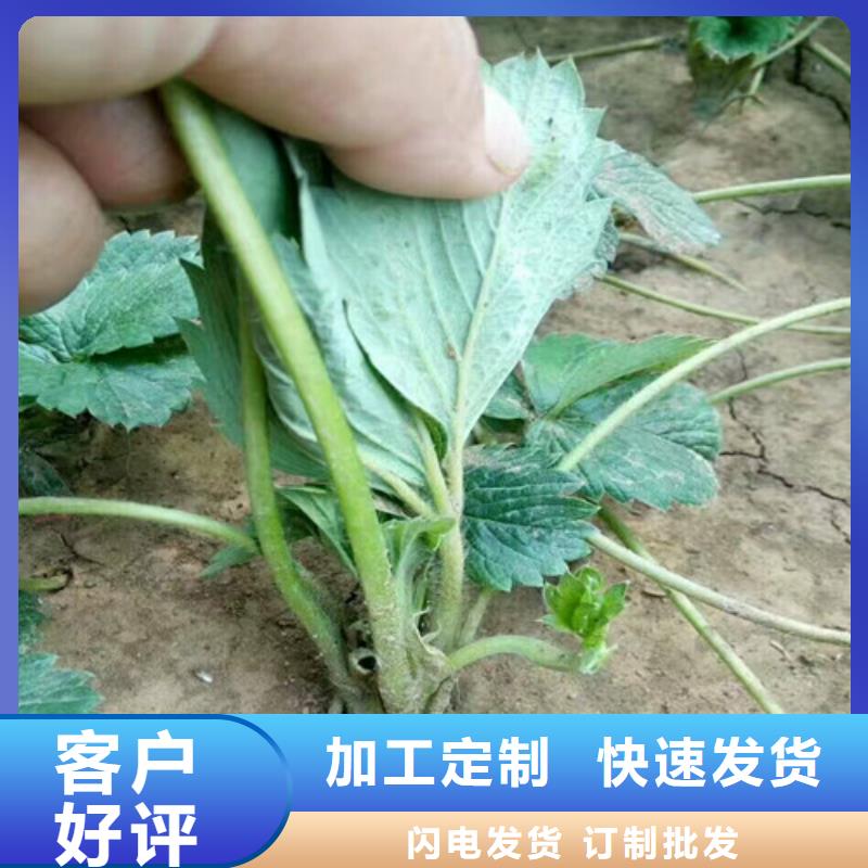 哪里出售四季草莓苗，四季草莓苗批发货源直供
