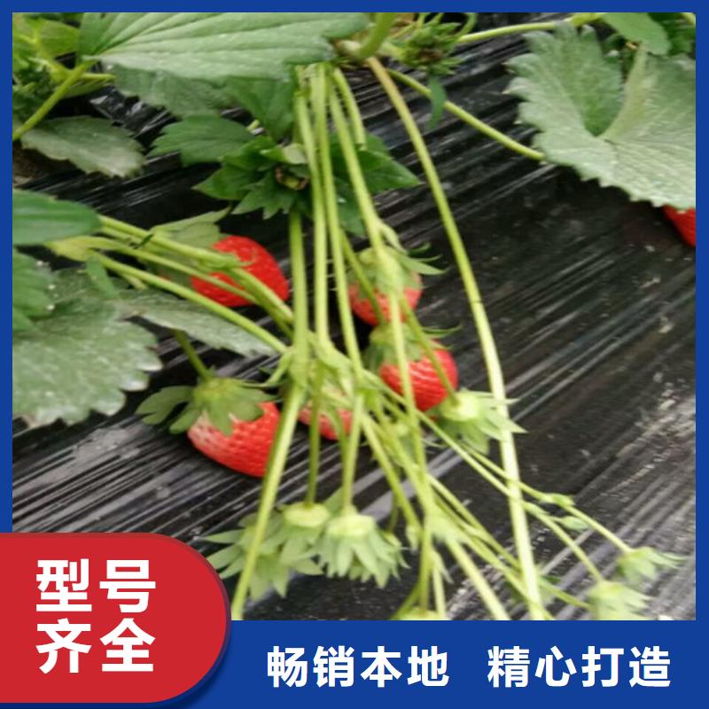 天津红桥哪里供应四季草莓苗,四季草莓苗品种齐全