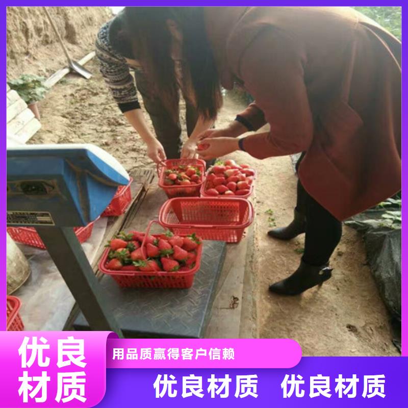天津红桥哪里供应四季草莓苗,四季草莓苗品种齐全