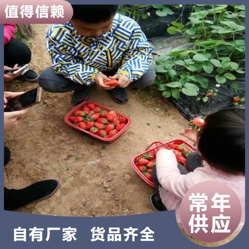 生产菠萝草莓苗的五指山市厂家同城公司