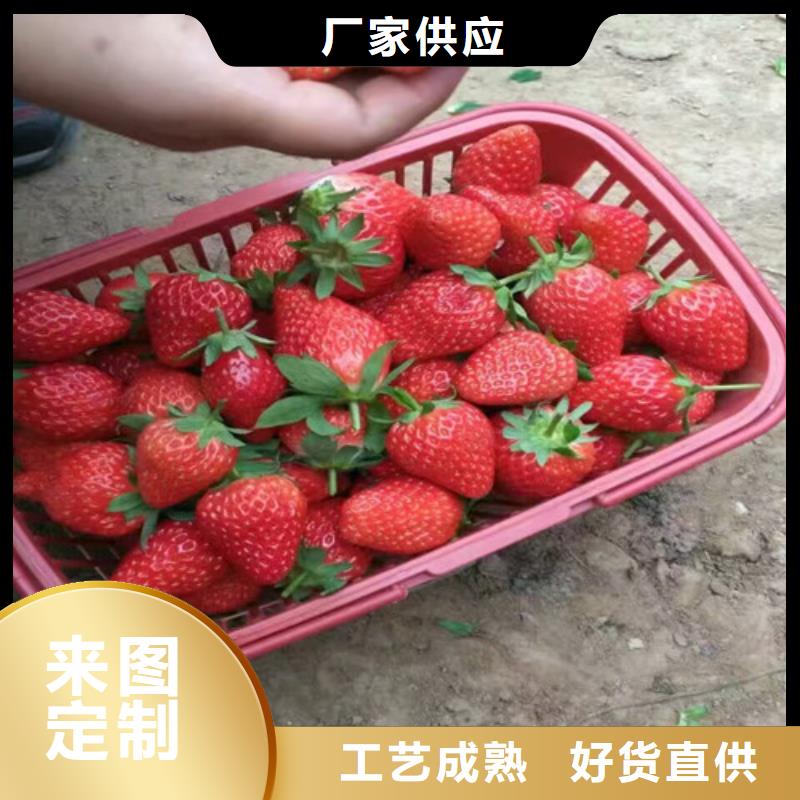 甜查理草莓苗发货迅速