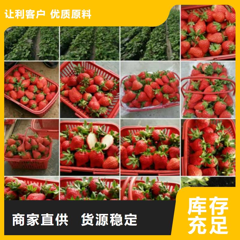 红颊草莓苗基地批发当地经销商