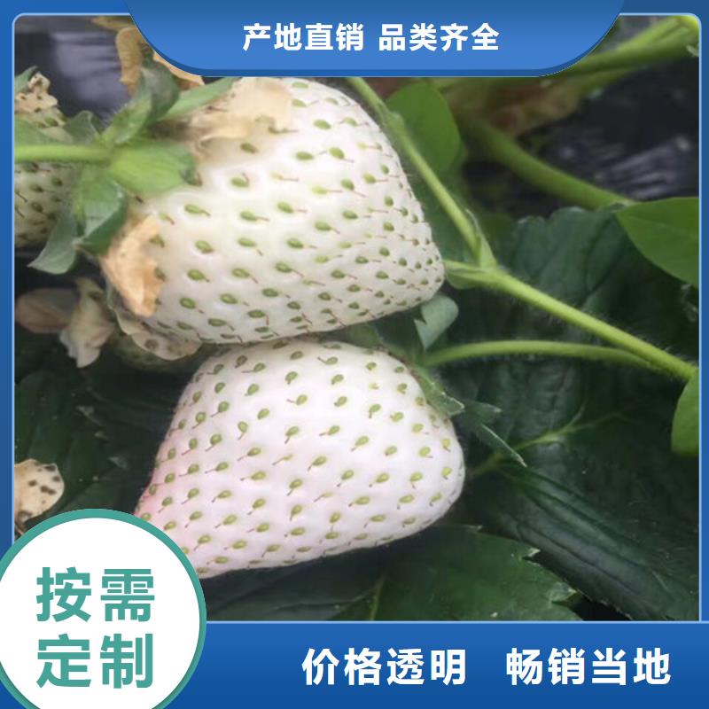 丰香草莓苗价格当地服务商