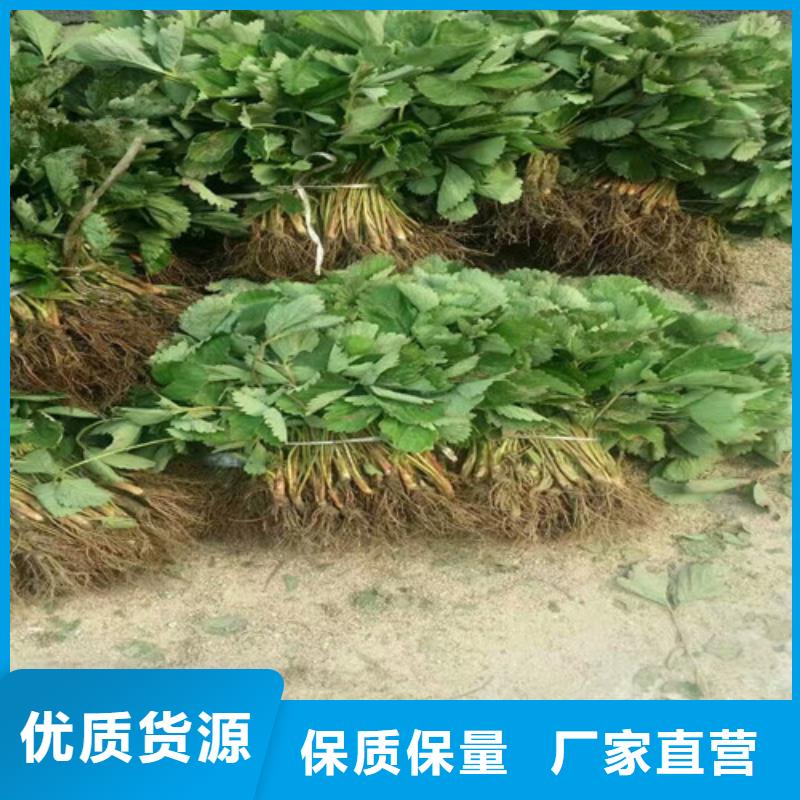 庆安香野草莓苗安装详细参数