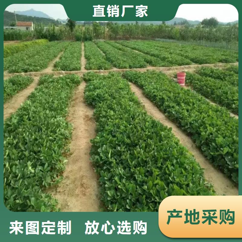 大棚草莓苗-放心采购实力公司