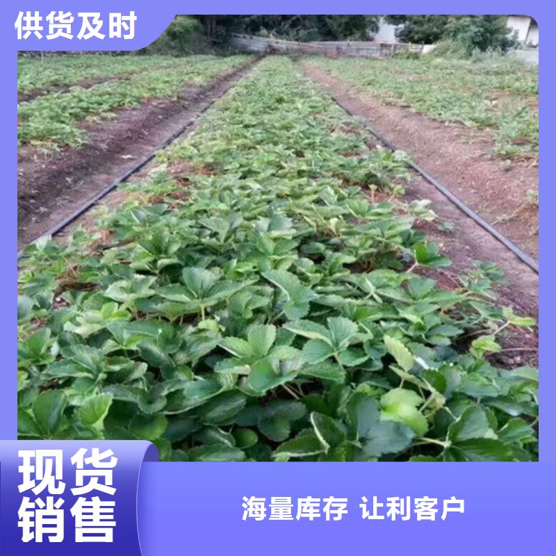 桃熏草莓苗培育基地用心做好每一件产品
