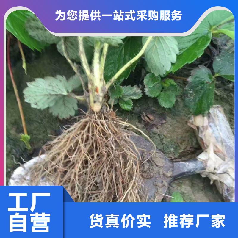 哪里出售甜宝草莓苗，甜宝草莓苗栽植密度同城供应商