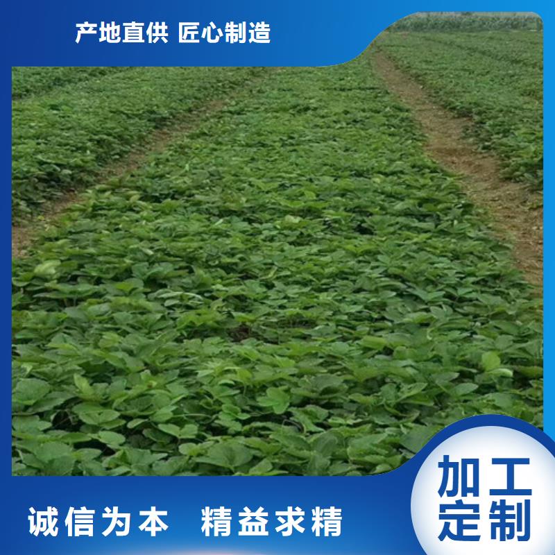 发货速度快的红99草莓苗供货商产地直销