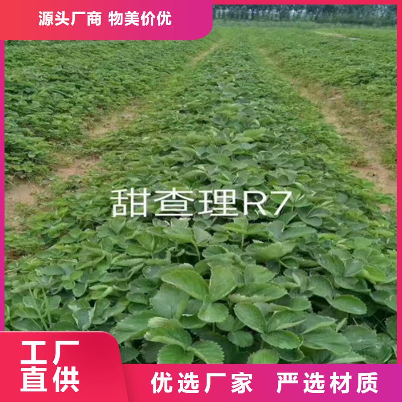 天津市丰香草莓苗价格