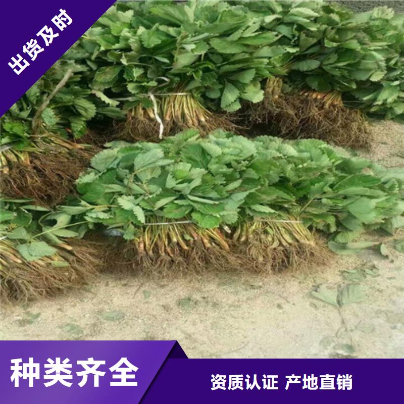 草莓苗【梨树苗】货源充足厂家直销售后完善