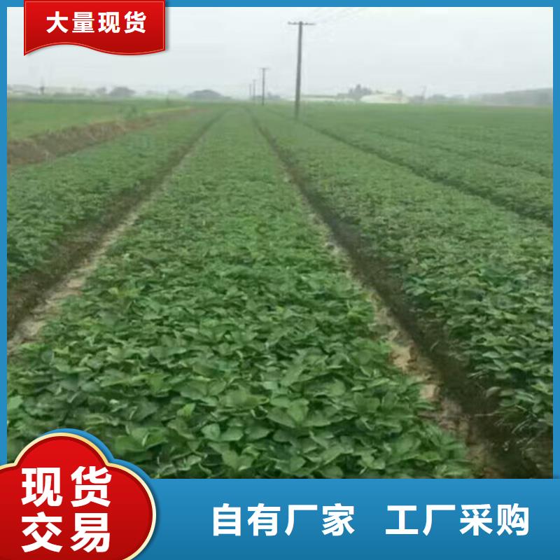 天津市丰香草莓苗价格